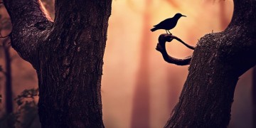 手游乌鸦应该主什么技能呢？